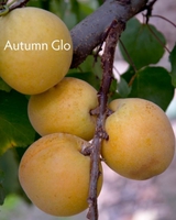 Autumn Glo Apricot